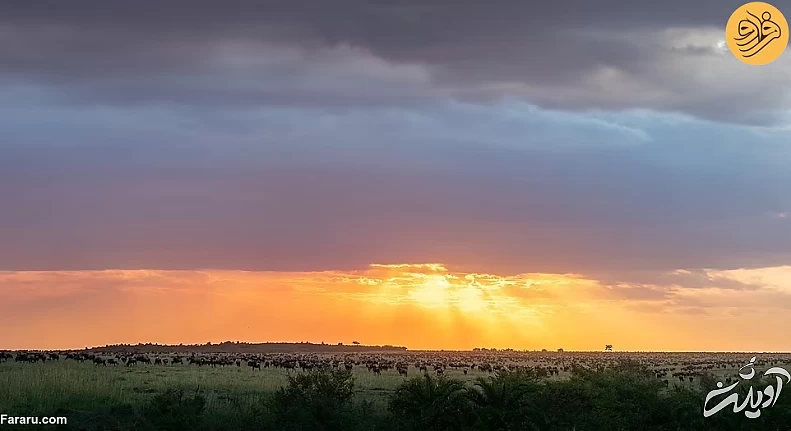 (تصاویر) (تصاویر)